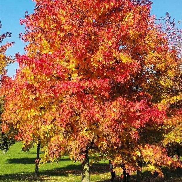 Liquidambar (Arborele De Guma )la ghiveci