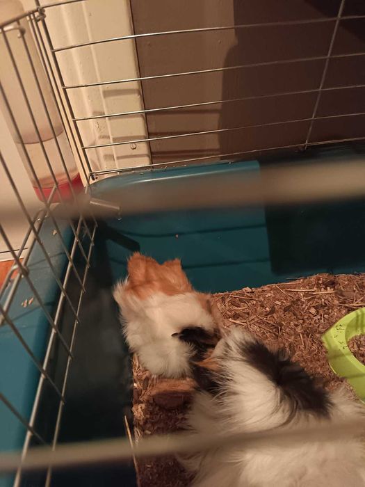 Морско свинче  момиче