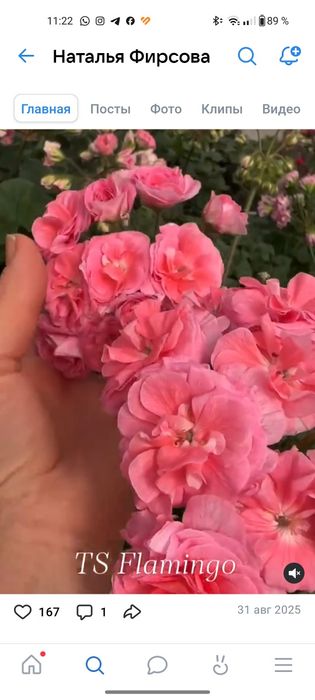 Сортовые коллекционные пеларгонии