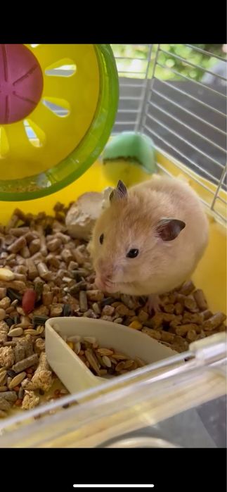 продам хомяка с клеткой