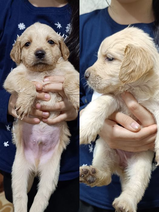 Малыши срочно ищут дом