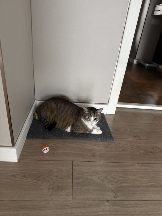 Отдам взрослого кота в хорошие руки