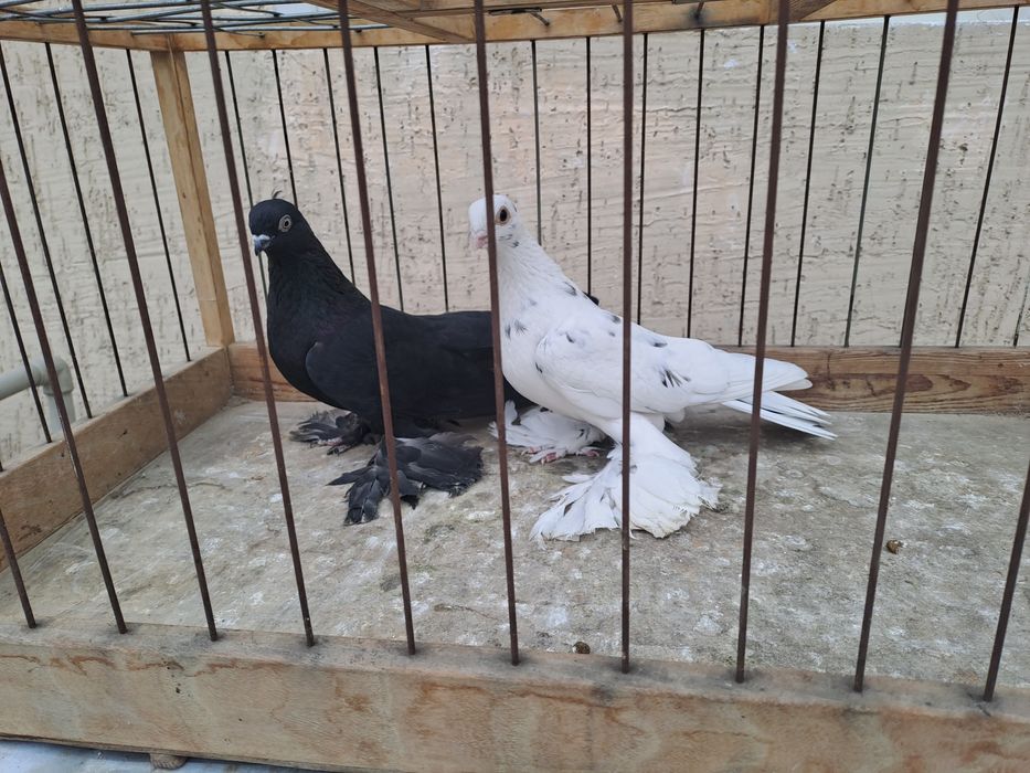 Голуби челкари,жуки ,сочи