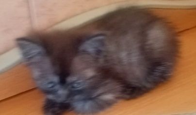 Шотландские котята (голубой дым)
