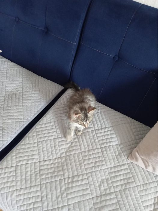 Отдам котенка в добрые руки