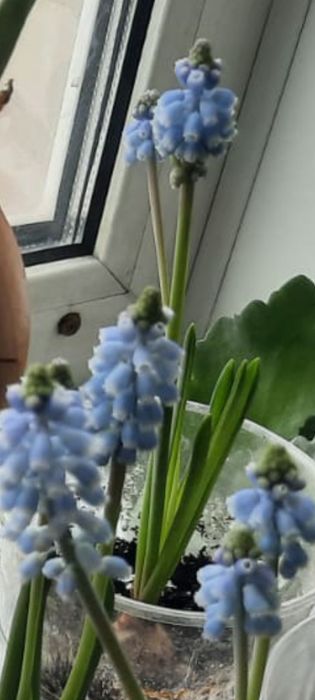 Комнатные и офисные цветы.