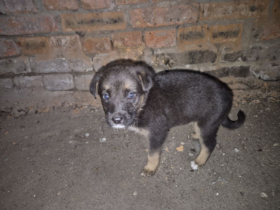 Щенки только в добрые ручки