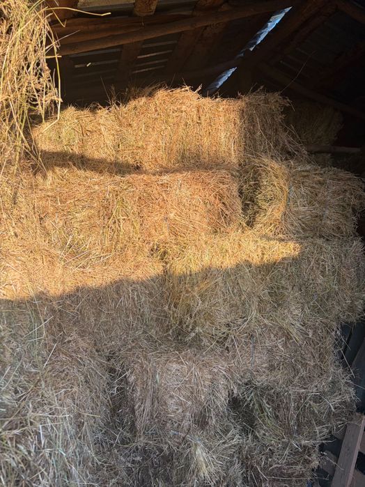 Vând baloți lucernă și iarbă