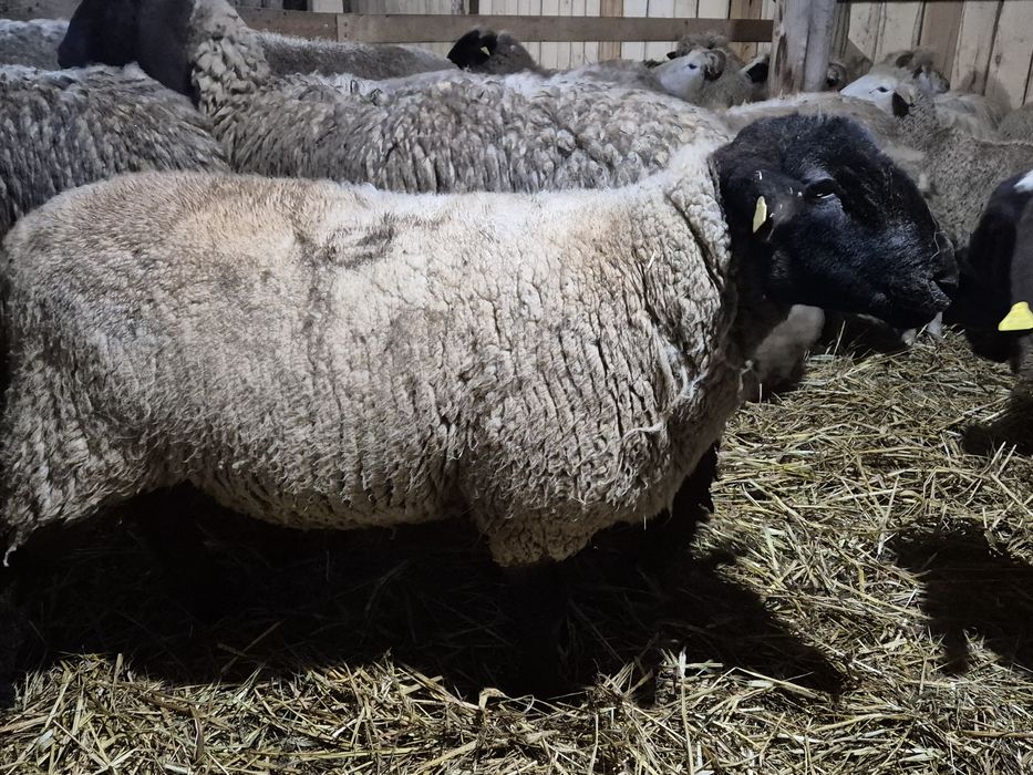 Berbec suffolk  rasa pura