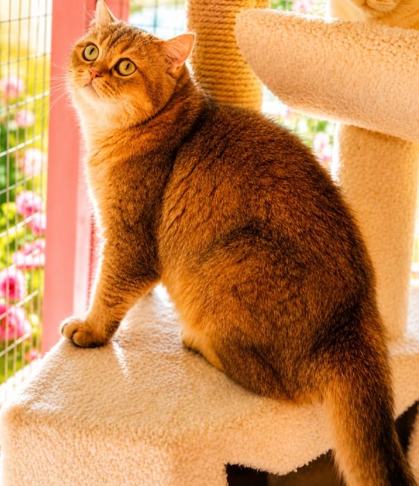 Котята от Золотой Шиншиллы