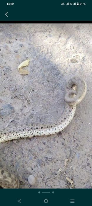 Колбар Жылан сатылады