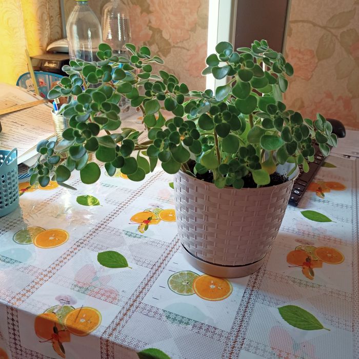 Аихриноз, "дерево любви"