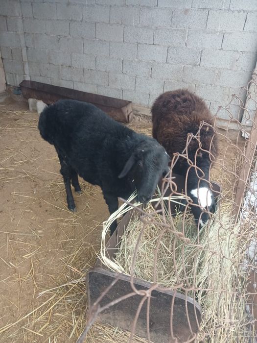 Қошқар сатылады семіз.