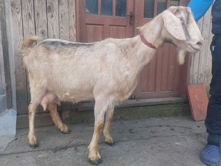 Vând capre   de lapte