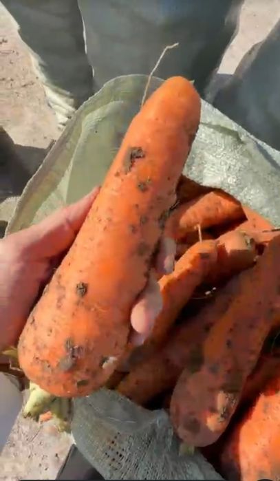 Продам картошку оптом Павлодар