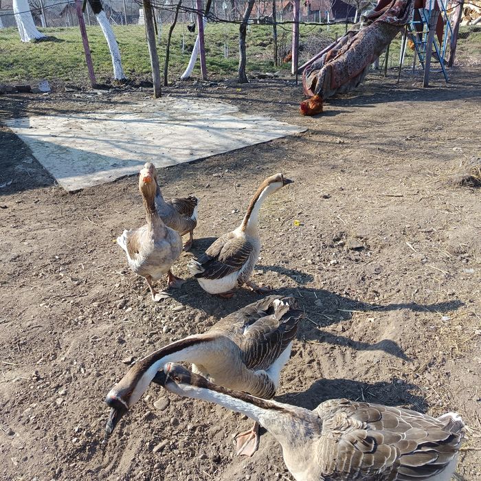 Vând gâște și ouă pentru incubat