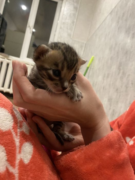 Бенгальские котята