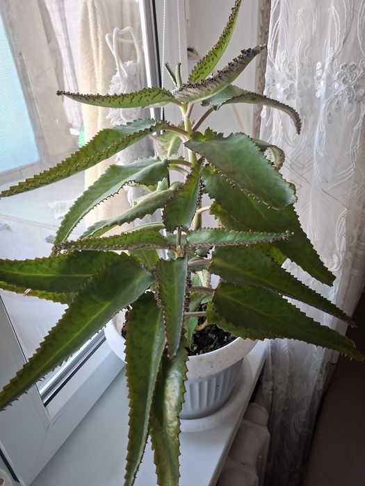 Каланхое-лечебный