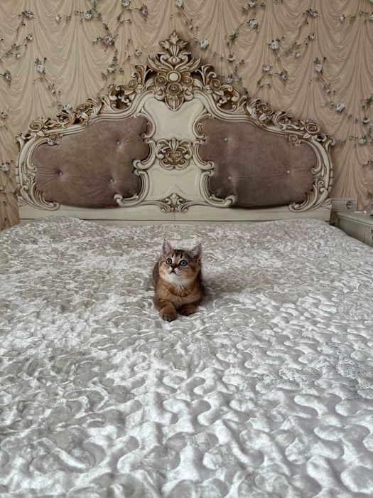 British shorthair băiețel