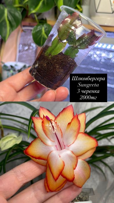 Комнатные цветы пррдам