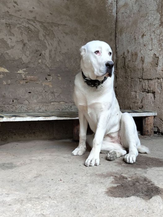 Alabay sotiladi urgʻochi