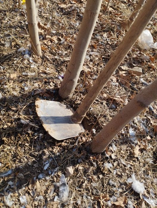 Чинор дарахти 2 йилик