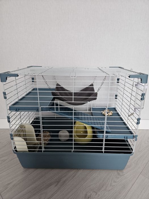 Шиншилла девочка