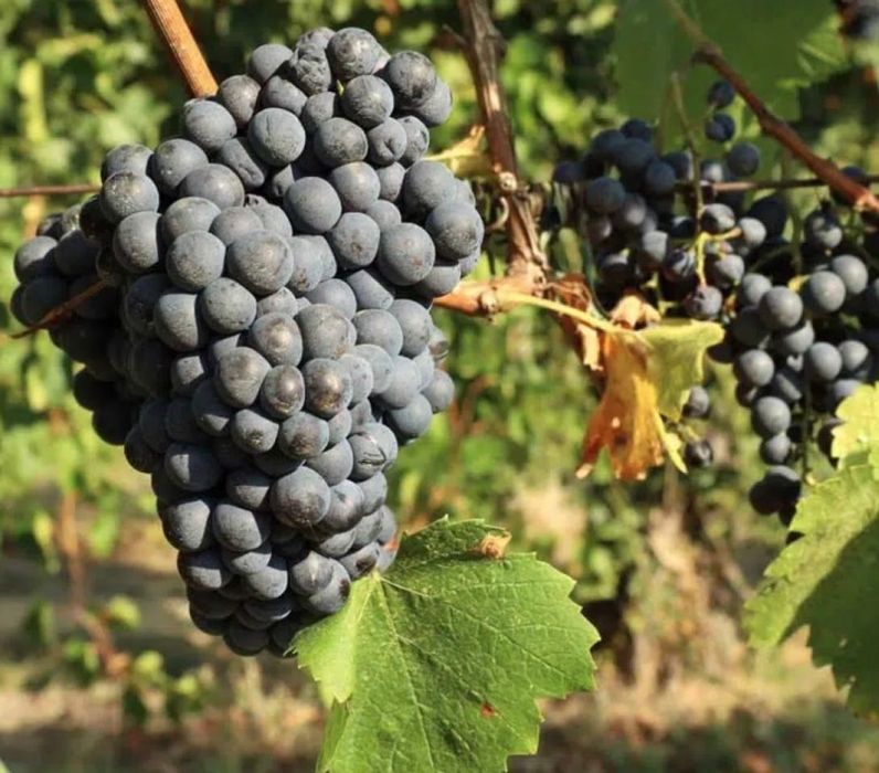 Vând struguri vin