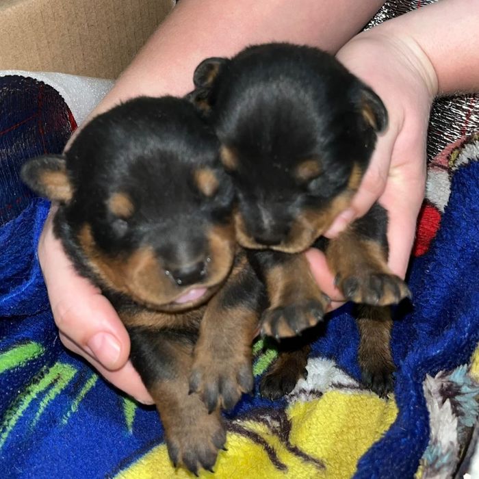 Щенки ротвейлера