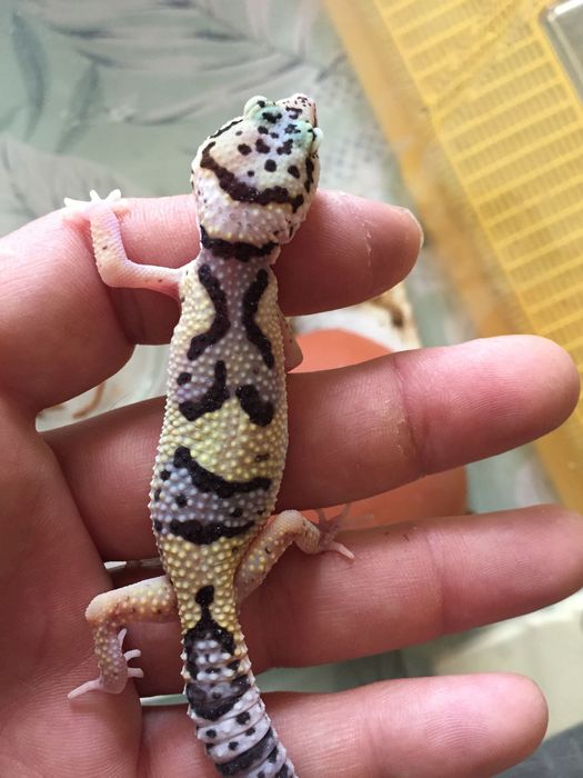 Леопардов гекон,