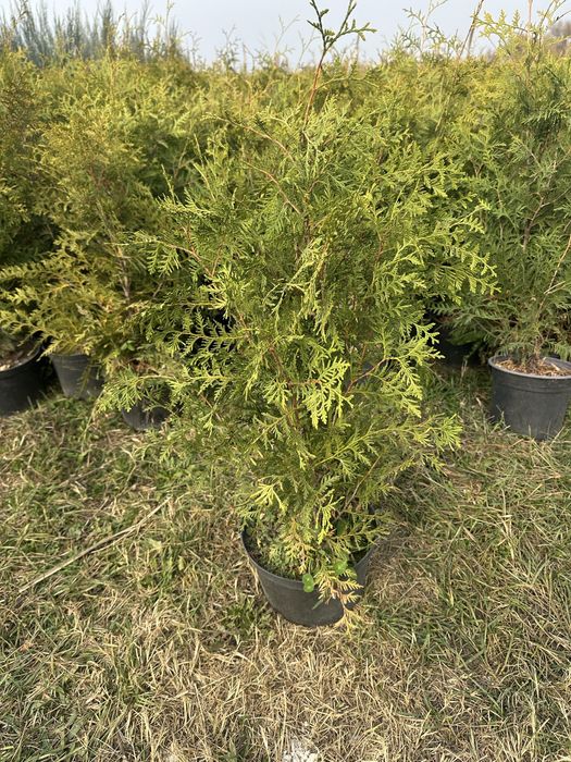 Туя Смарагд. Туя брабант. Туя