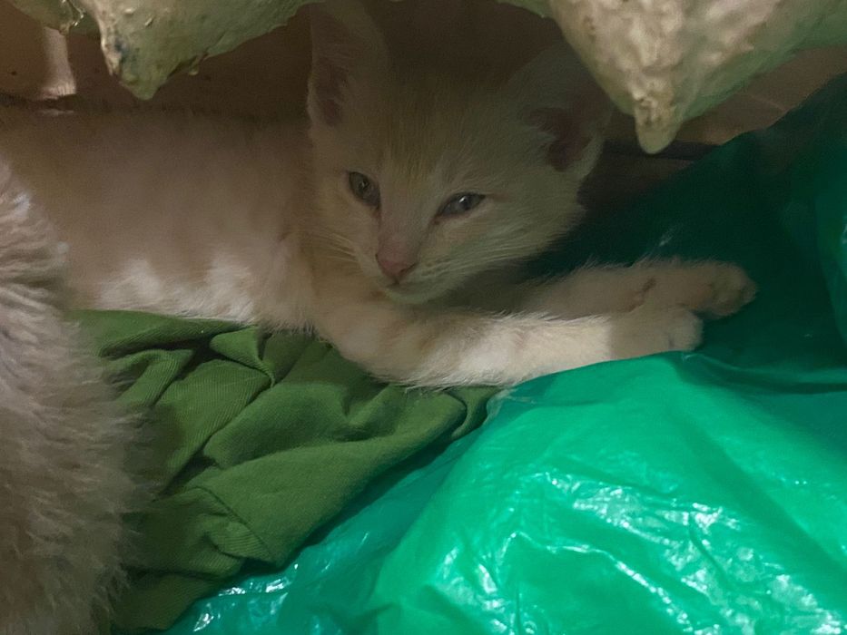 Вислоухие котята