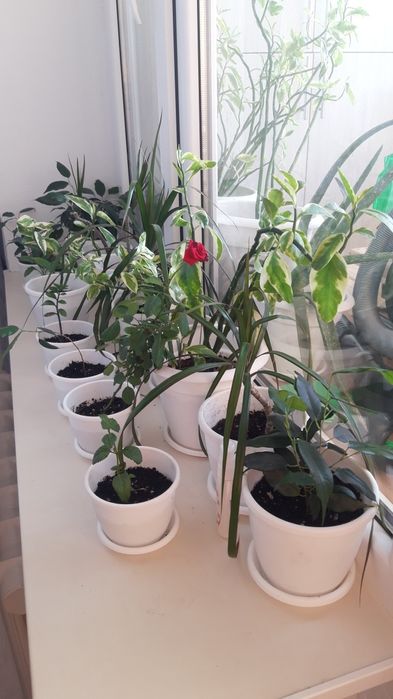 Цветы комнатные     .