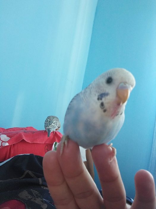 Peruși crescuți liberi