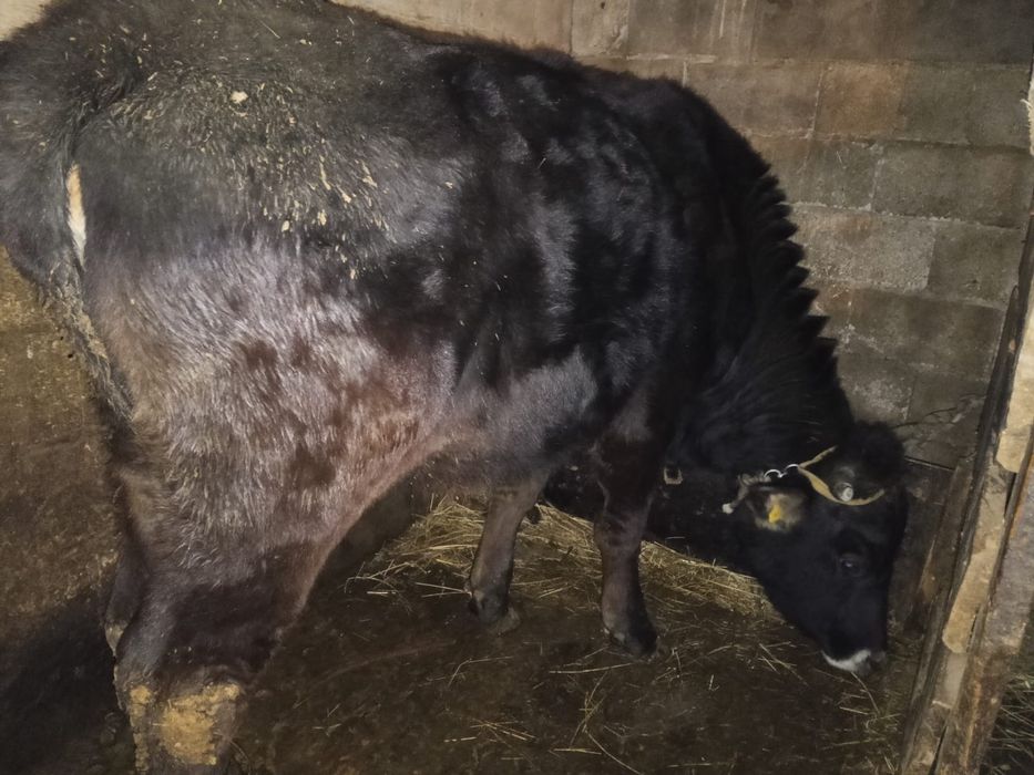 Тез арада сатылады кунажын