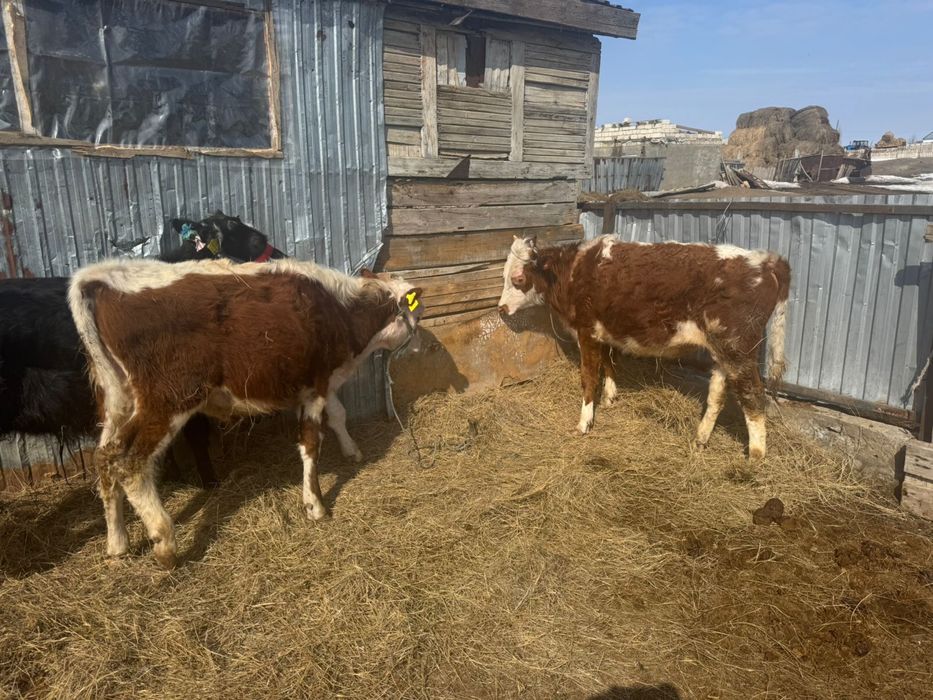 Сатылады алты бука