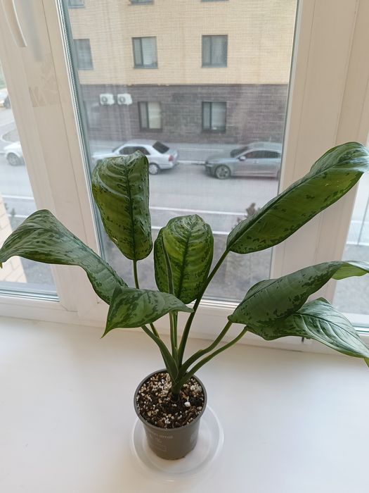 Гүл сатылады, аглаонема Фридман.