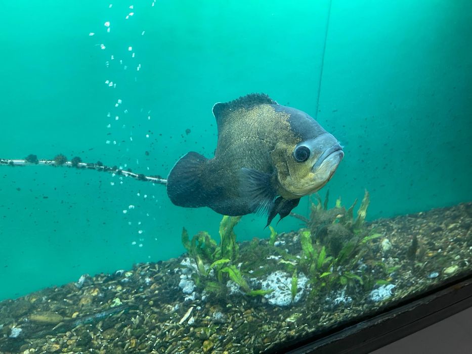Аквариум учун балик