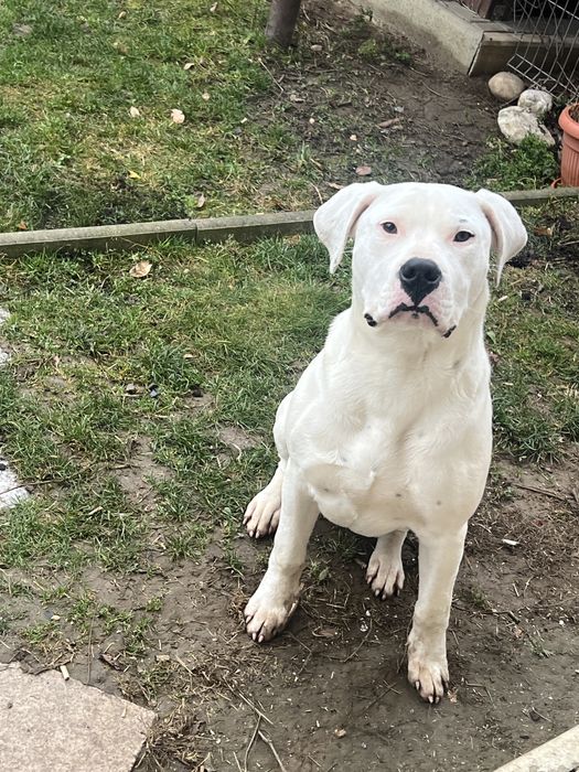 Dogo argentino dog argentinian