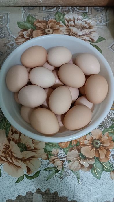 Xonaki uru'g'langan tuxumlar sotiladi.