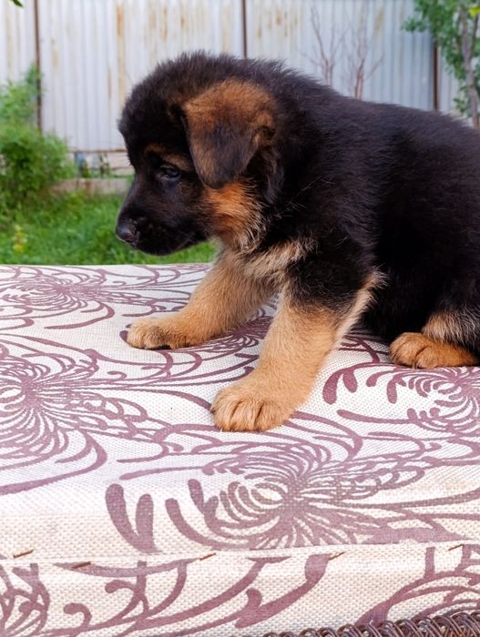 Продается немецкий щенки