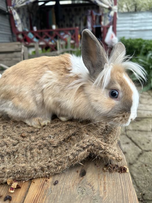 Кролики декорашки