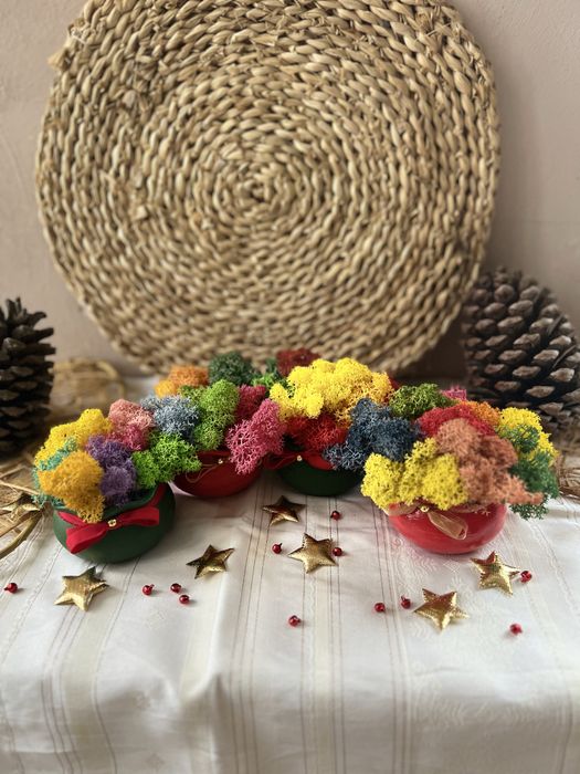 Кашпи със скандинавски мъх 8,50лв.