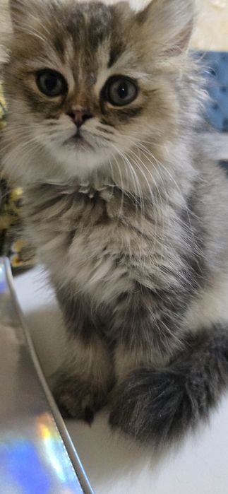 Продаётся    породистая  кошечка .  3 месяца  породистая  умная Боня