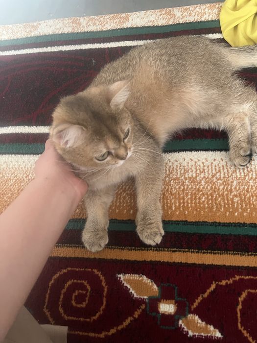 Пропала кошка вознограждение имеется в $