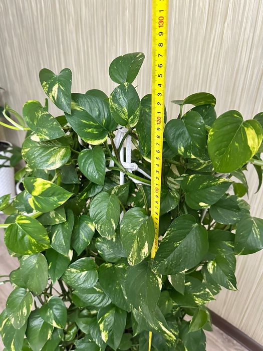 Комнатные цветы эпипремнум