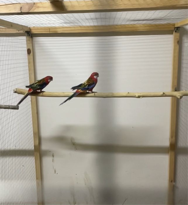 rozela para sotiladi soglom