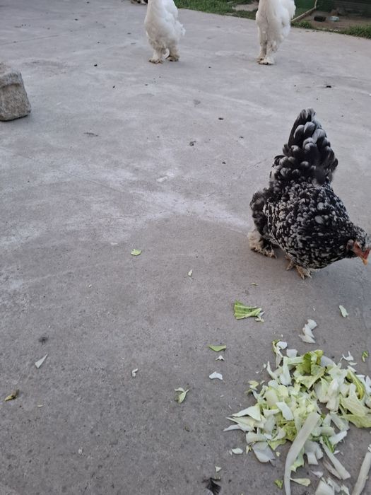 Срочно петух и курица  и яйцо  брамо 8 месяцев. Привиты и здоровы