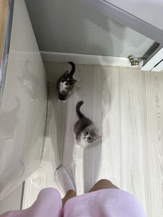Отдам котят в хорошие руки