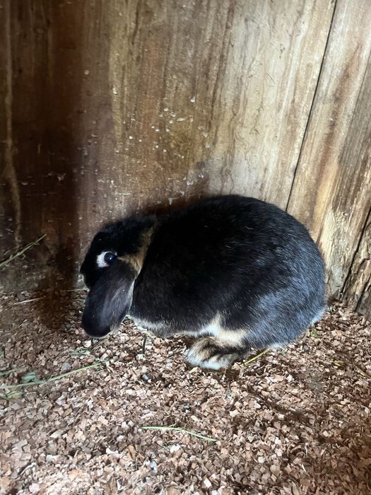 Disponibili iepuri Rex pitic și Holland Lop ( berbec pitic)